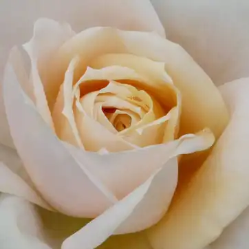 Comanda trandafiri online - Alb - trandafir pentru straturi Floribunda - trandafir cu parfum discret - Rosa Produs nou - Tim Hermann Kordes - ,-